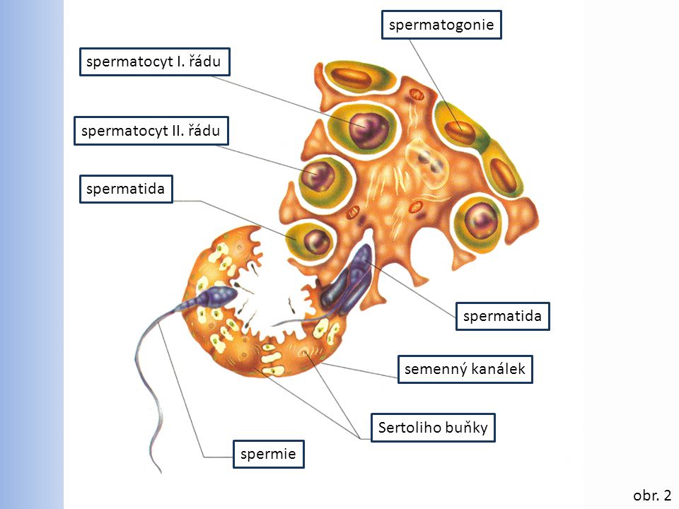 spermatogonie spermatocyt I. řádu. spermatocyt II. řádu. spermatida. spermatida. semenný kanálek.