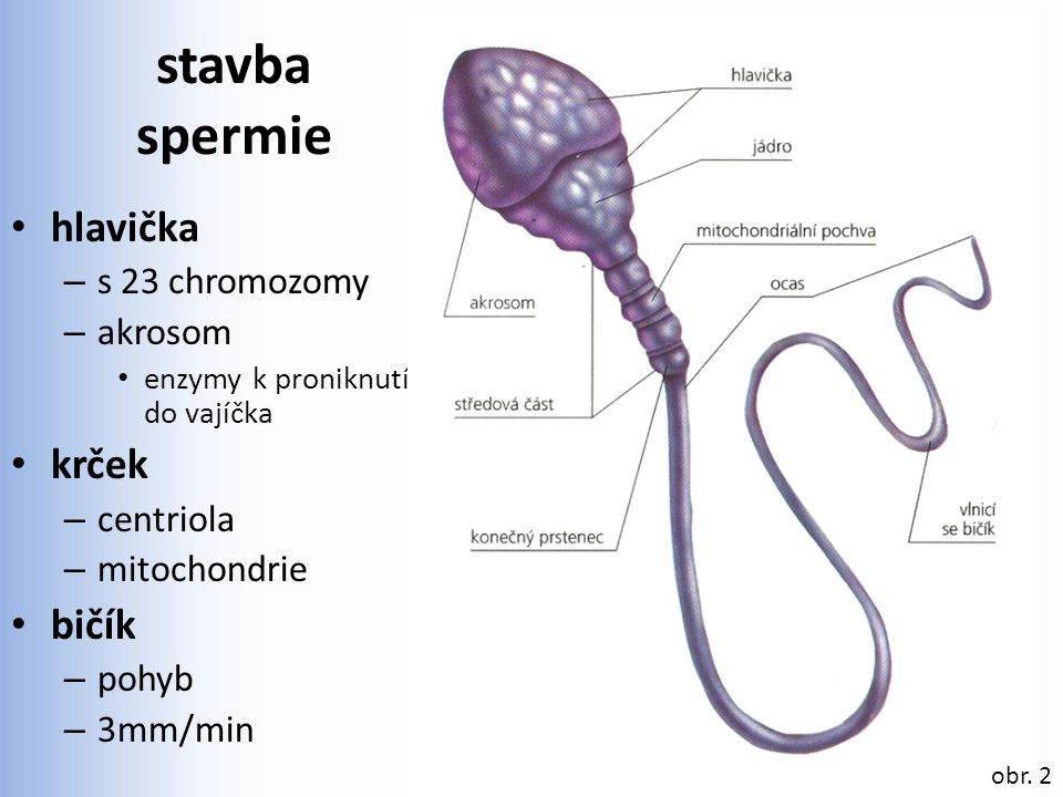 stavba spermie hlavička krček bičík s 23 chromozomy akrosom centriola