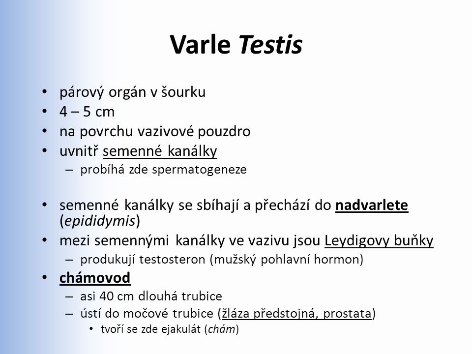 Varle Testis párový orgán v šourku 4 – 5 cm