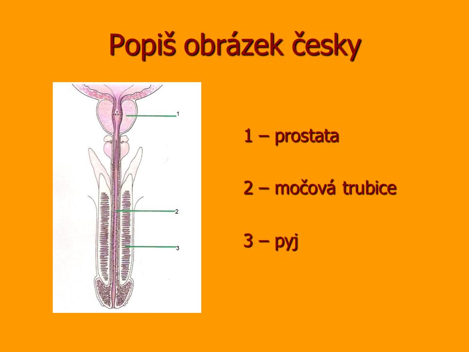 Popiš obrázek česky 1 – prostata 2 – močová trubice 3 – pyj