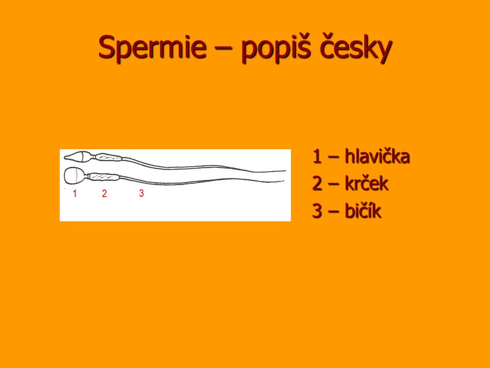 Spermie – popiš česky 1 – hlavička 2 – krček 3 – bičík