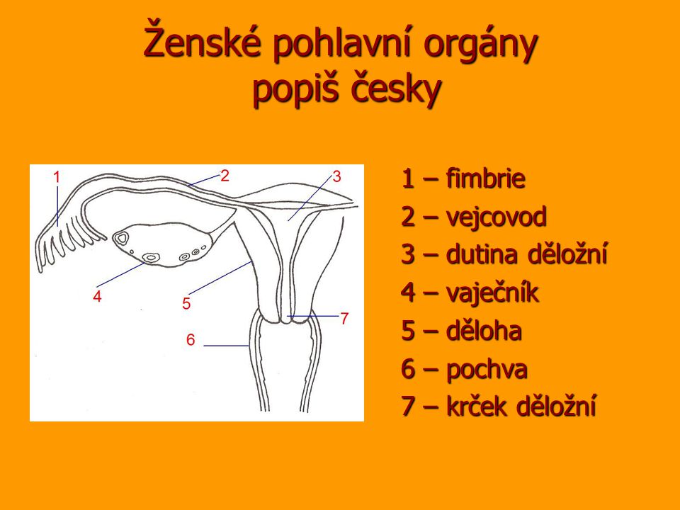 Ženské pohlavní orgány popiš česky