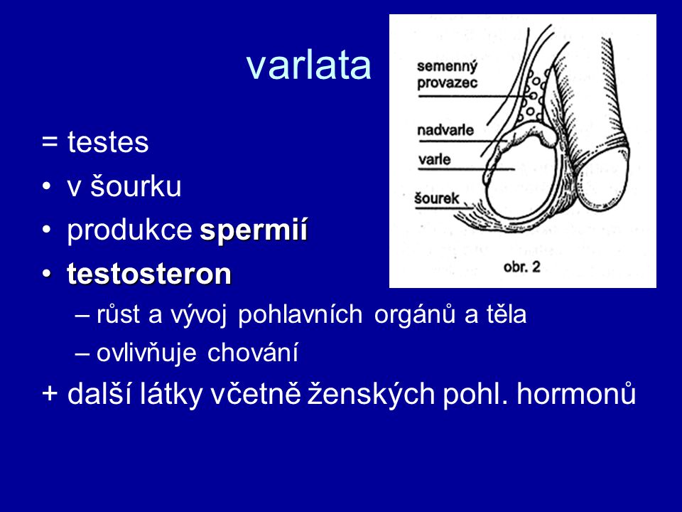 varlata = testes v šourku produkce spermií testosteron
