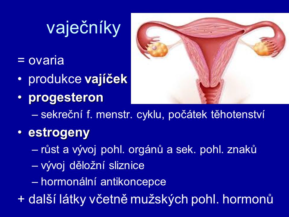 vaječníky = ovaria produkce vajíček progesteron estrogeny