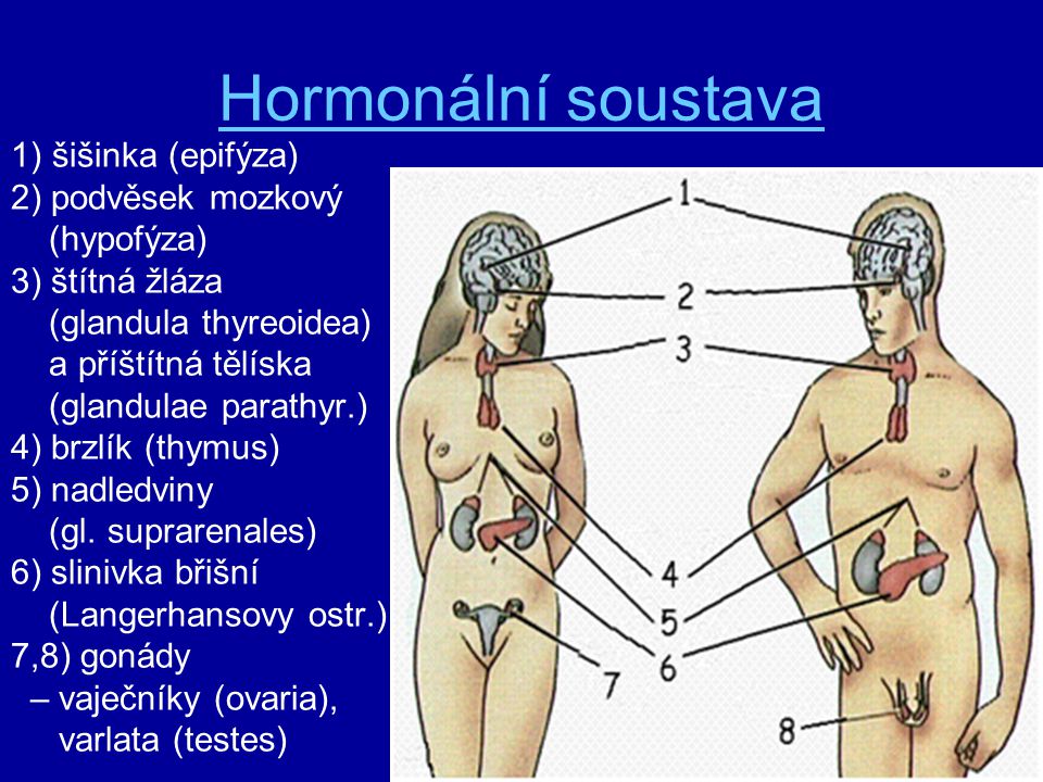 Hormonální soustava šišinka (epifýza) 2) podvěsek mozkový (hypofýza)