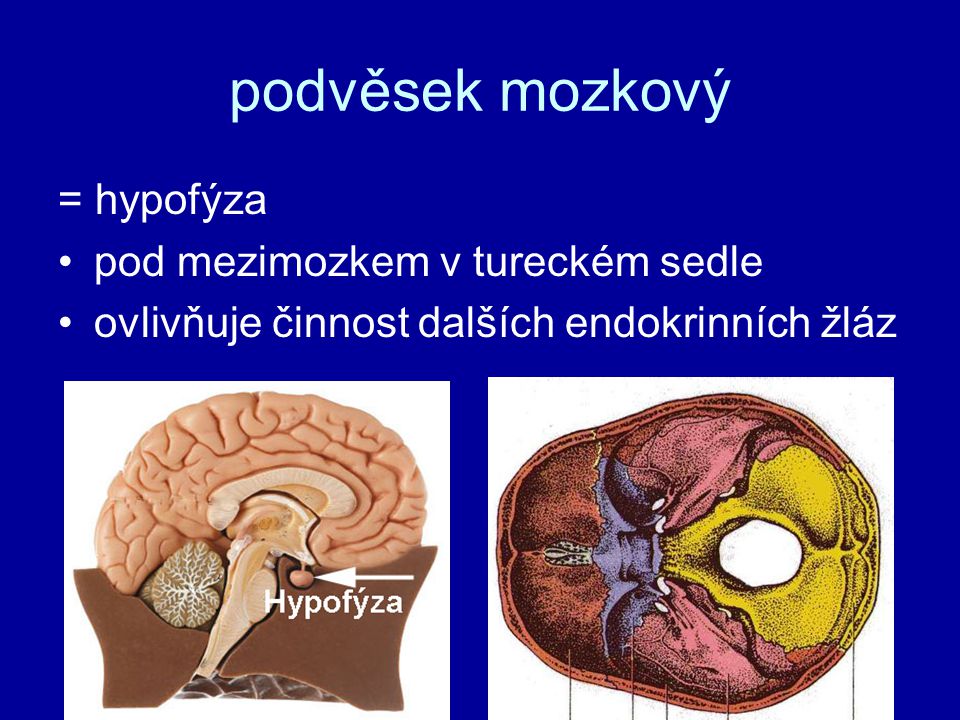 podvěsek mozkový = hypofýza pod mezimozkem v tureckém sedle