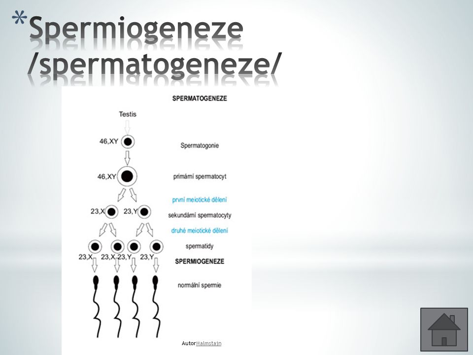 Spermiogeneze /spermatogeneze/