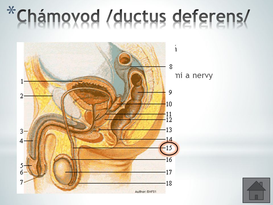 Chámovod /ductus deferens/