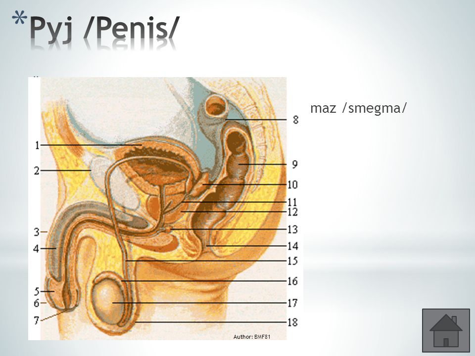 Pyj /Penis/ 3 topořivá tělesa – erekce – ejakulace