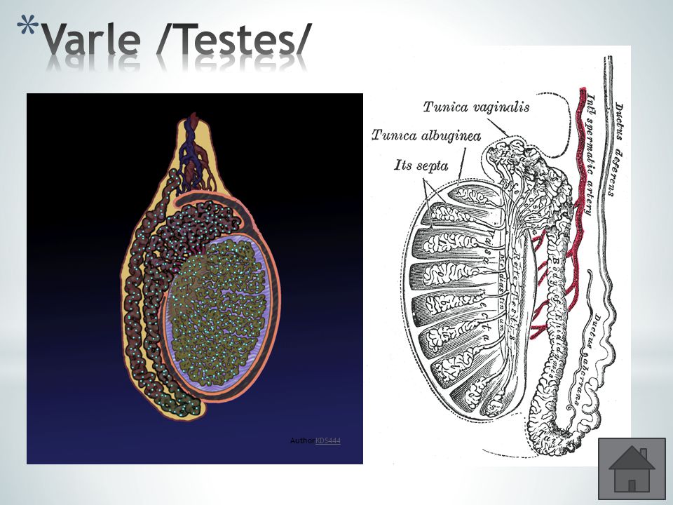 Varle /Testes/ Párový orgán vejčitého tvaru, 4 – 5 cm Uložení v šourku