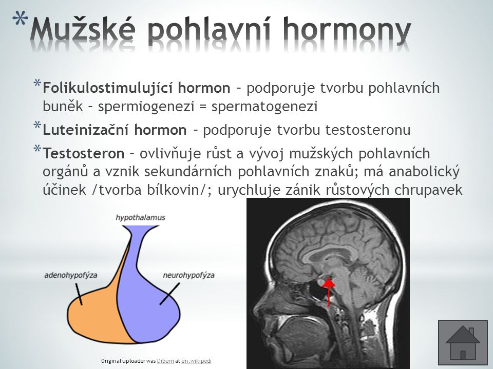 Mužské pohlavní hormony
