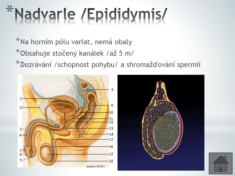 Nadvarle /Epididymis/