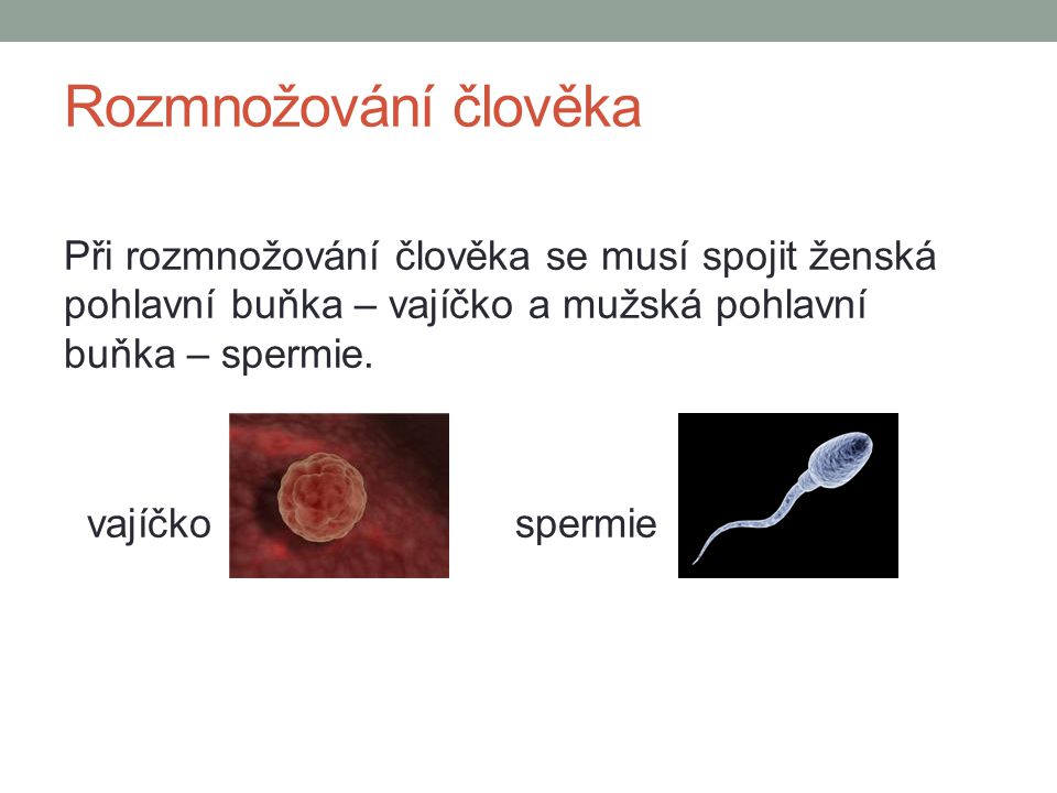 Rozmnožování člověka Při rozmnožování člověka se musí spojit ženská pohlavní buňka – vajíčko a mužská pohlavní buňka – spermie.