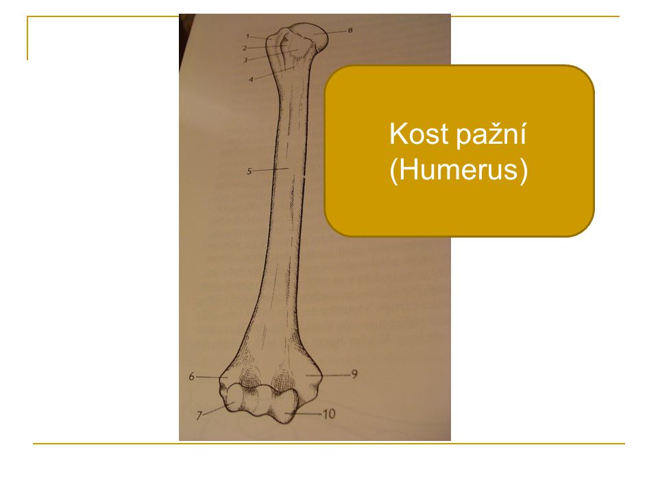 Kost pažní (Humerus)