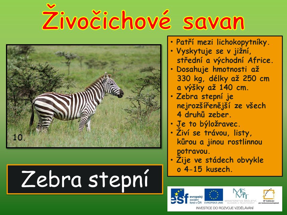 Živočichové savan Zebra stepní 10. Patří mezi lichokopytníky.