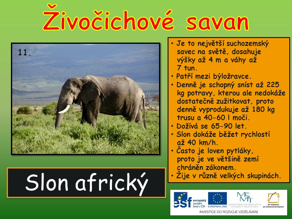 Živočichové savan Slon africký 11.