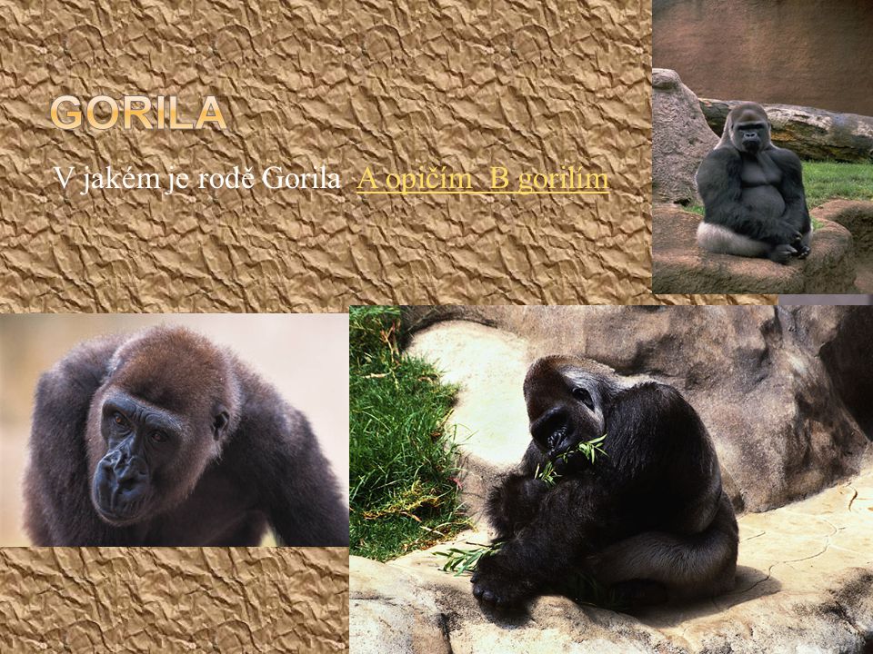 Gorila V jakém je rodě Gorila A opičím B gorilím