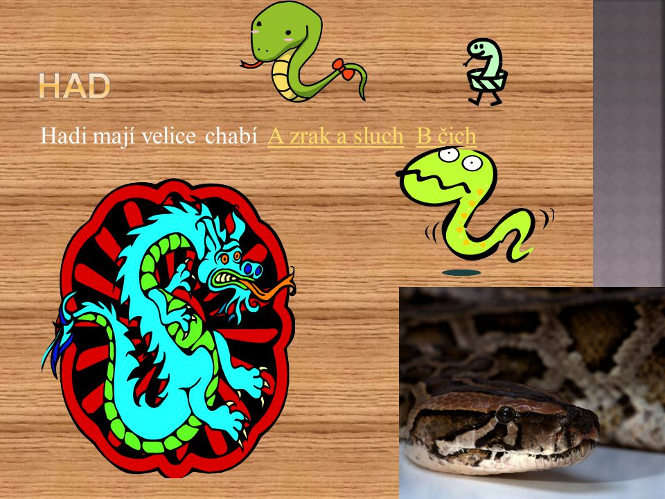 Had Hadi mají velice chabí A zrak a sluch B čich