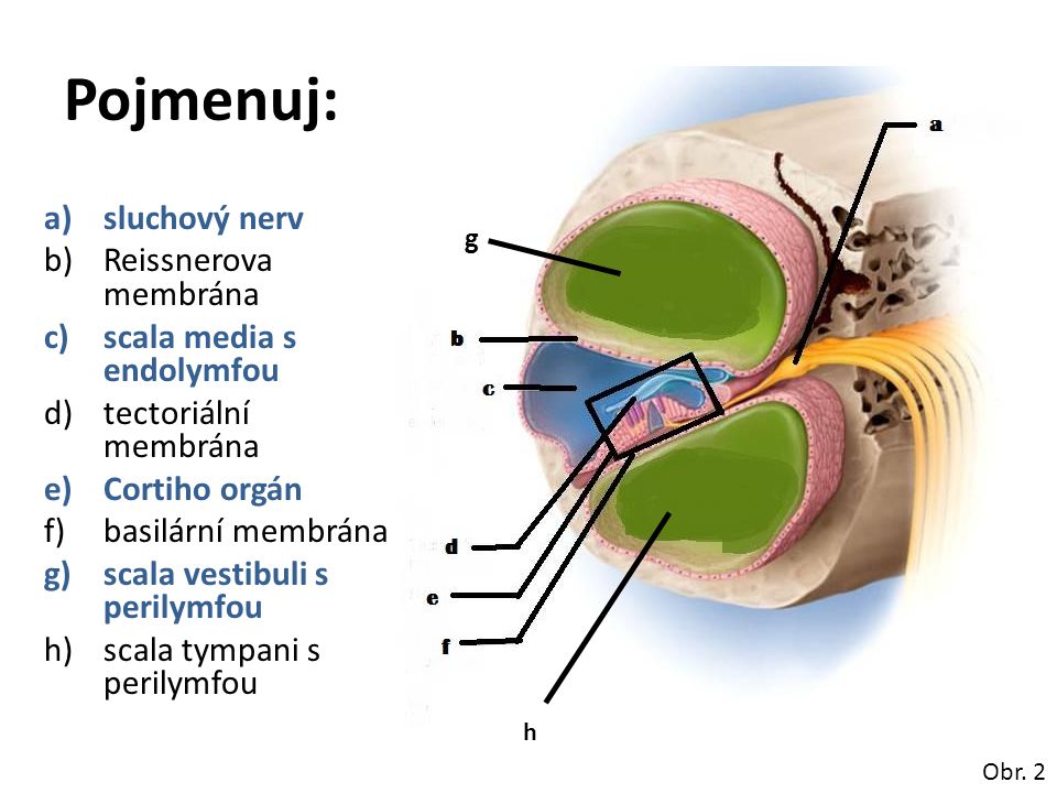 Pojmenuj: sluchový nerv Reissnerova membrána scala media s endolymfou