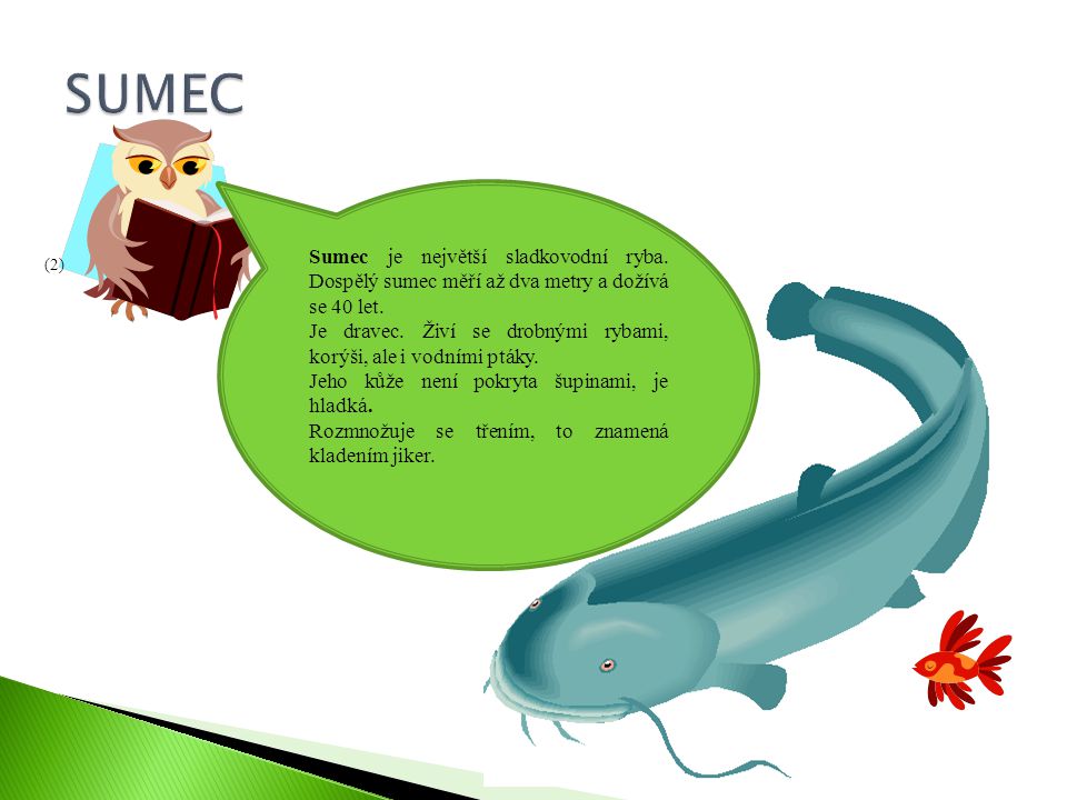 SUMEC Sumec je největší sladkovodní ryba. Dospělý sumec měří až dva metry a dožívá se 40 let.