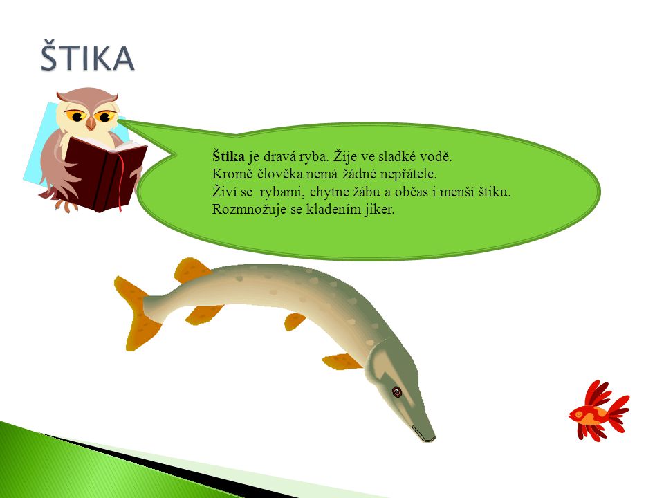 ŠTIKA Štika je dravá ryba. Žije ve sladké vodě.