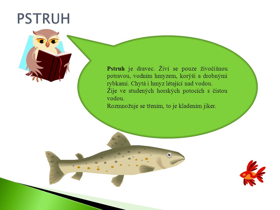PSTRUH Pstruh je dravec. Živí se pouze živočišnou potravou, vodním hmyzem, korýši a drobnými rybkami. Chytá i hmyz létající nad vodou.