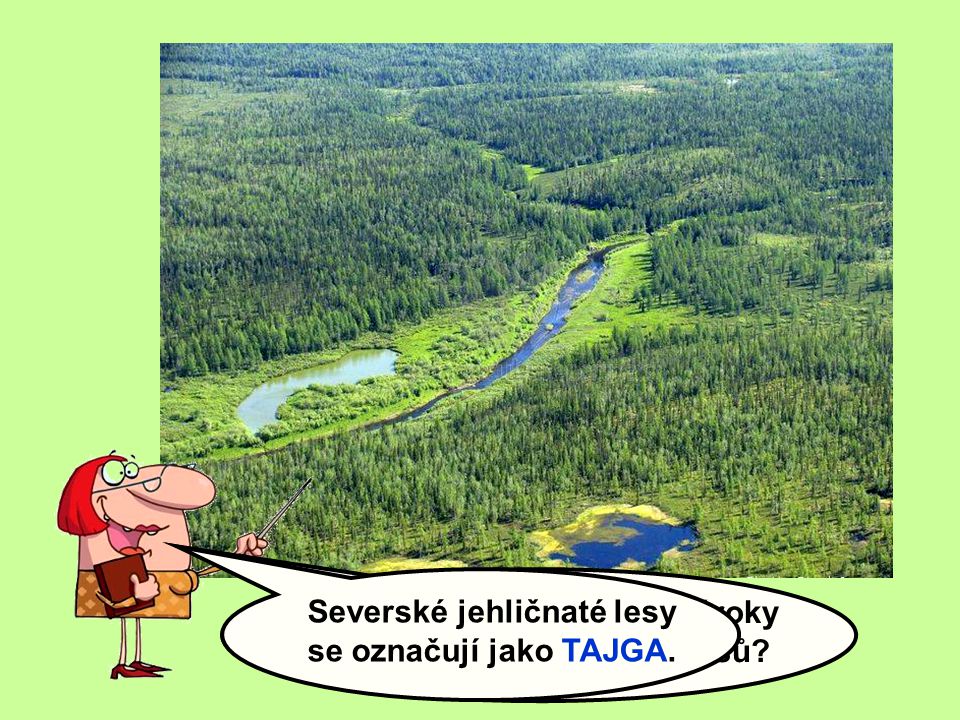 Severské jehličnaté lesy se označují jako TAJGA.
