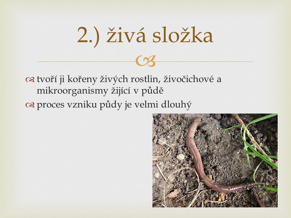 2.) živá složka tvoří ji kořeny živých rostlin, živočichové a mikroorganismy žijící v půdě.