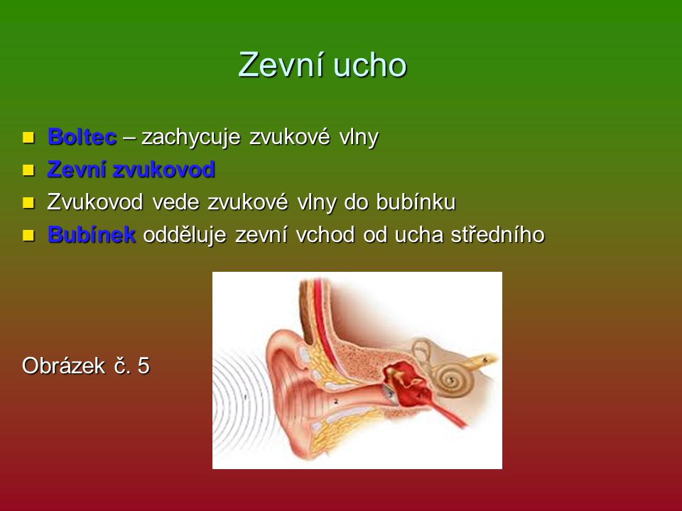 Zevní ucho Boltec – zachycuje zvukové vlny Zevní zvukovod