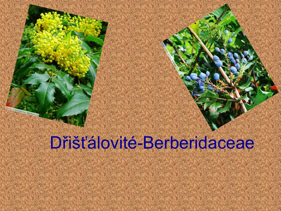 Dřišťálovité-Berberidaceae