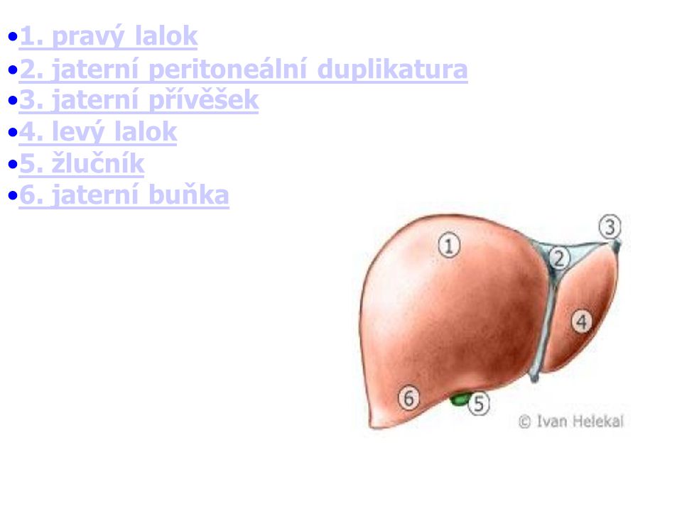 1. pravý lalok 2. jaterní peritoneální duplikatura. 3. jaterní přívěšek 4. levý lalok 5. žlučník