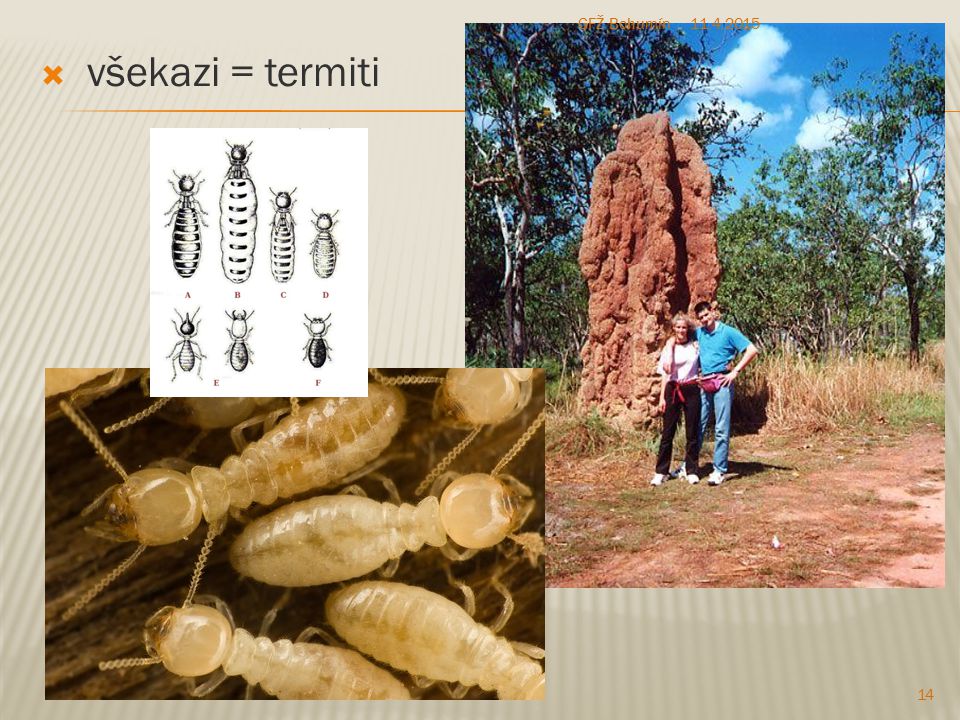 GFŽ Bohumín všekazi = termiti