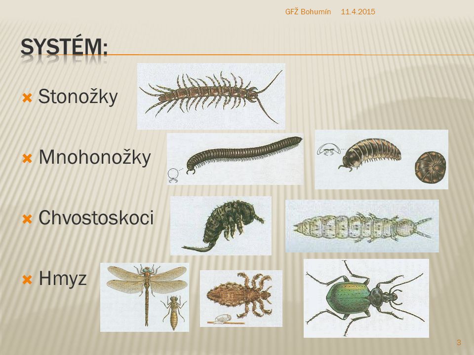GFŽ Bohumín Systém: Stonožky Mnohonožky Chvostoskoci Hmyz