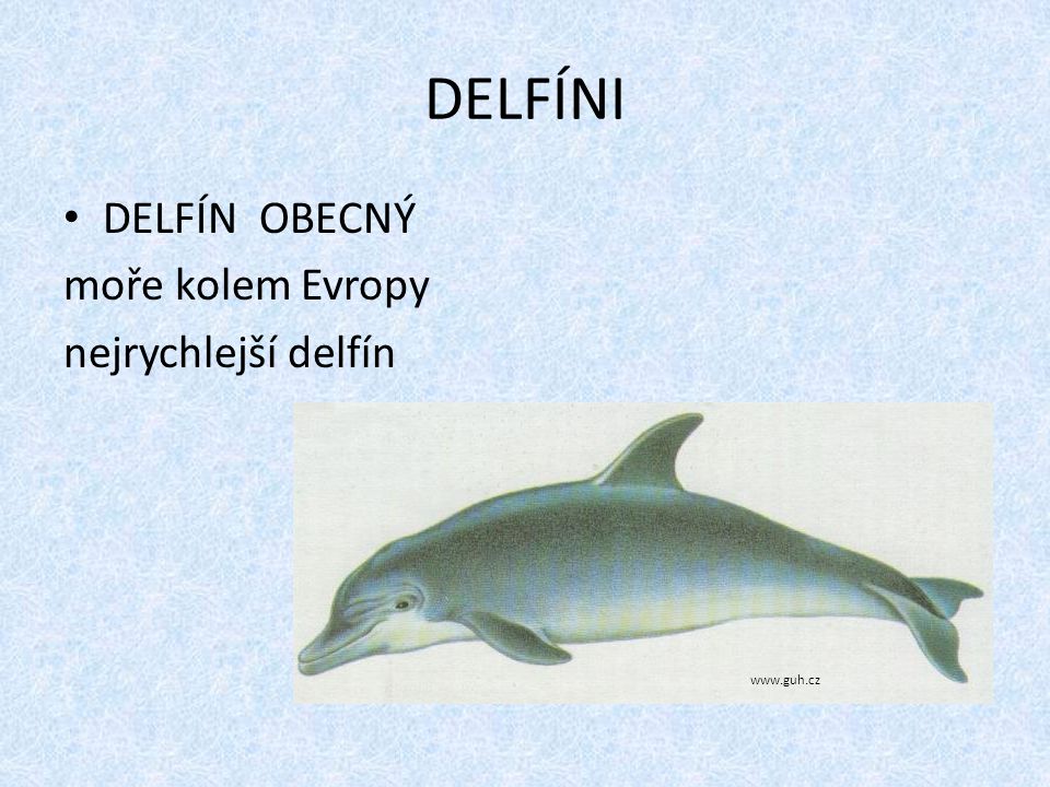 DELFÍNI DELFÍN OBECNÝ moře kolem Evropy nejrychlejší delfín