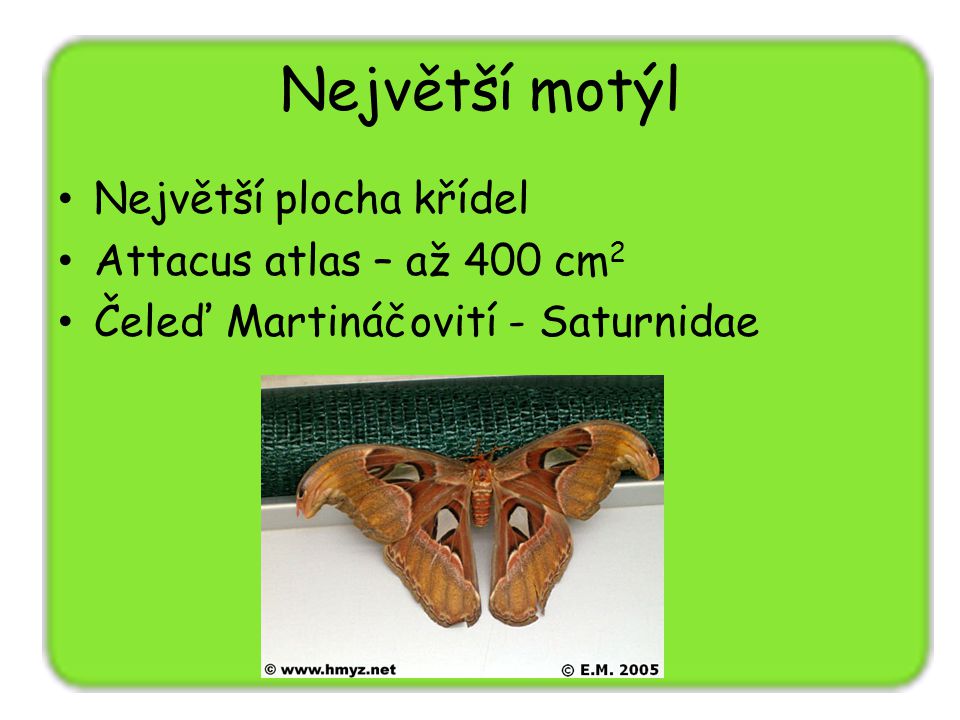 Největší motýl Největší plocha křídel Attacus atlas – až 400 cm2