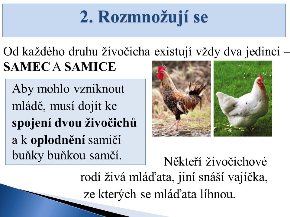 2. Rozmnožují se Od každého druhu živočicha existují vždy dva jedinci – SAMEC A SAMICE. Aby mohlo vzniknout.