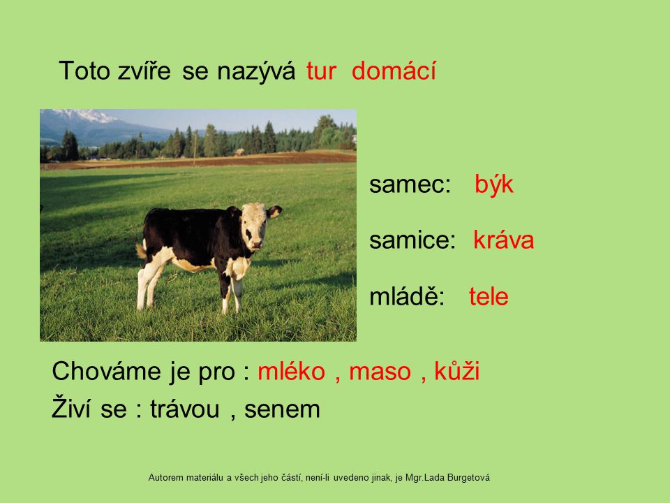 Toto zvíře se nazývá tur domácí samec: býk samice: kráva mládě: tele Chováme je pro : mléko , maso , kůži Živí se : trávou , senem