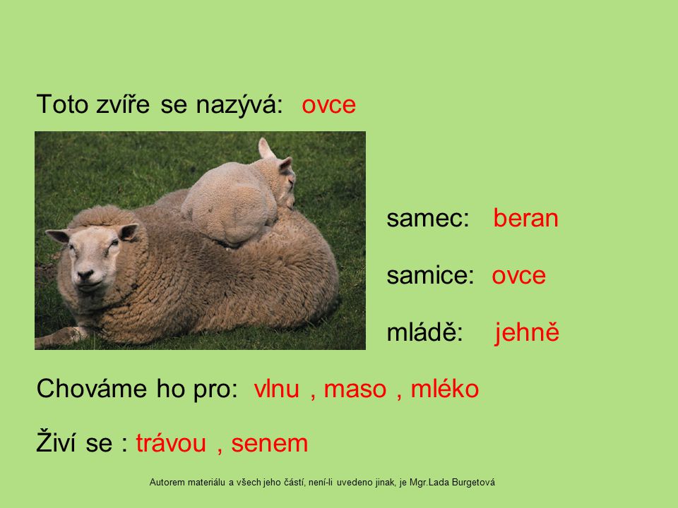 Toto zvíře se nazývá: ovce samec: beran samice: ovce mládě: jehně Chováme ho pro: vlnu , maso , mléko Živí se : trávou , senem