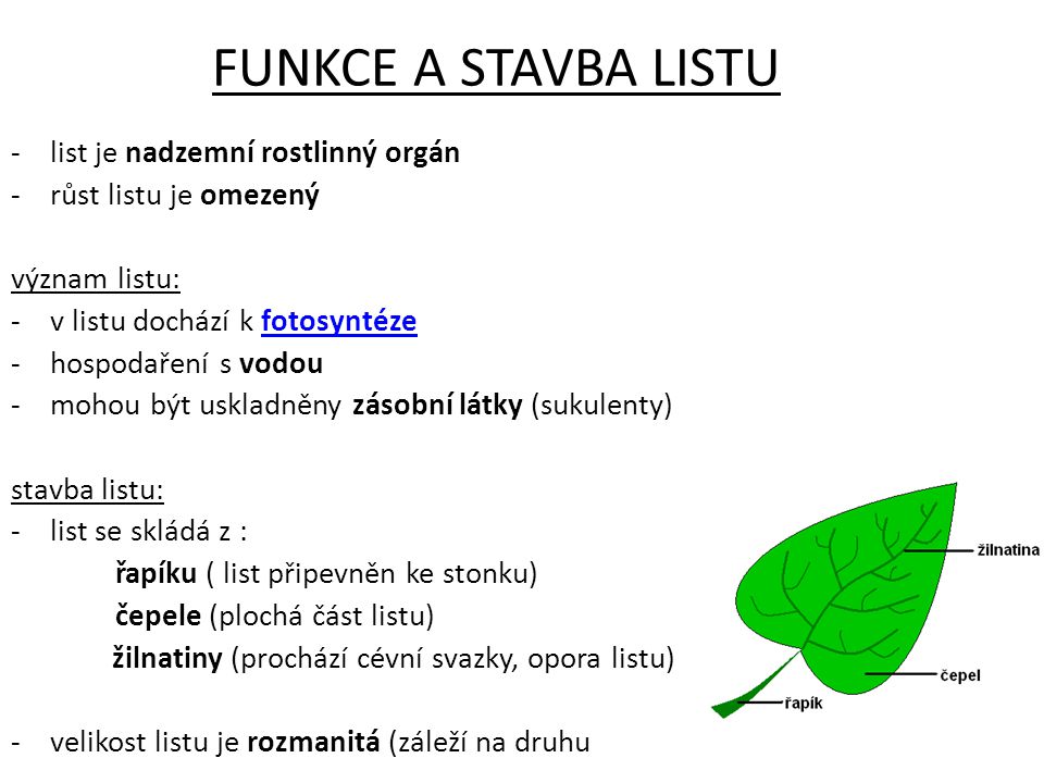 FUNKCE A STAVBA LISTU list je nadzemní rostlinný orgán