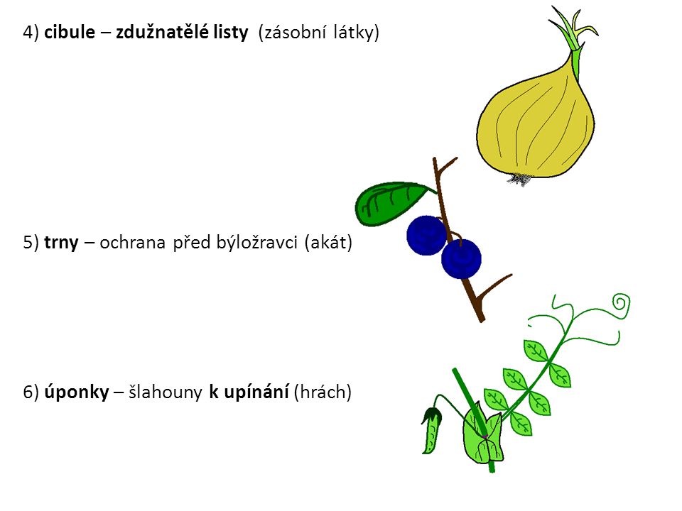 4) cibule – zdužnatělé listy (zásobní látky)