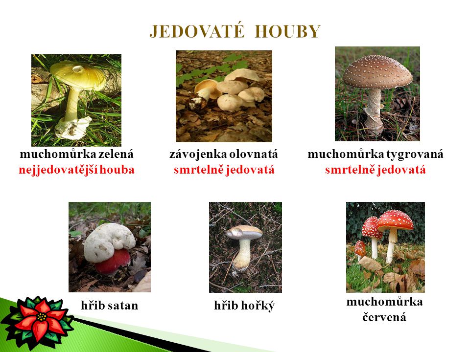 JEDOVATÉ HOUBY muchomůrka zelená nejjedovatější houba