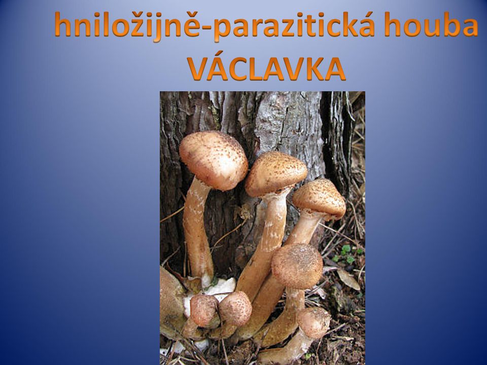 hniložijně-parazitická houba