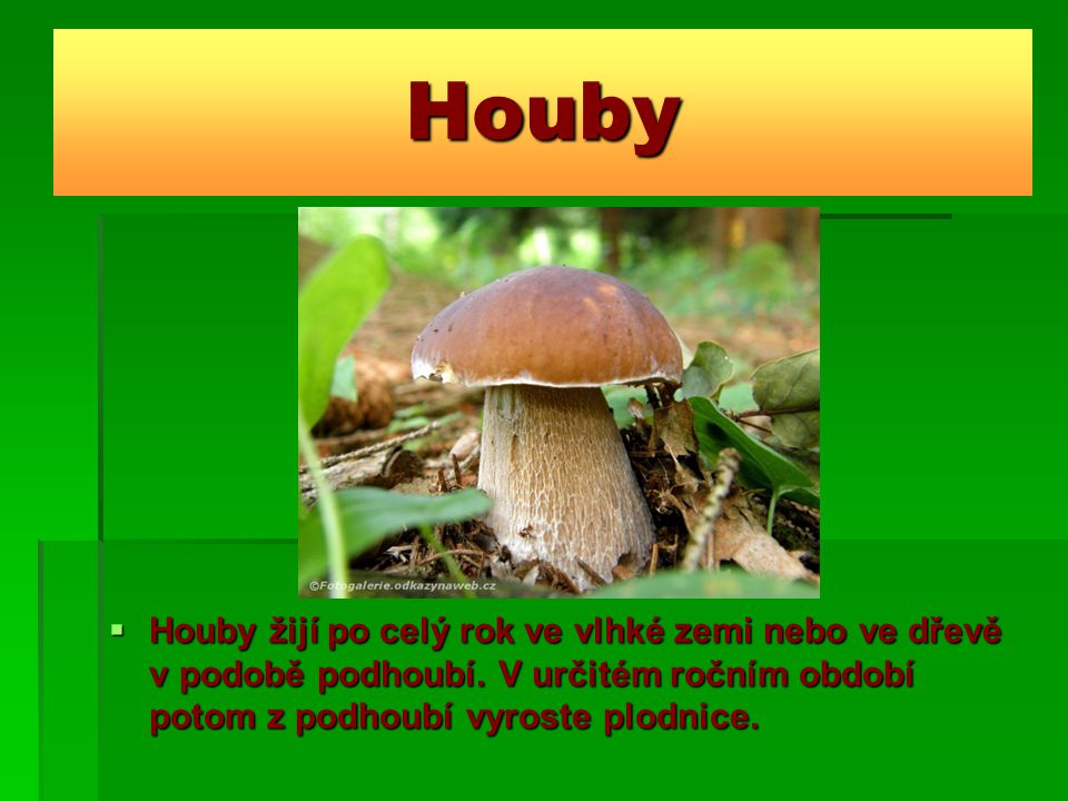 Houby Houby žijí po celý rok ve vlhké zemi nebo ve dřevě v podobě podhoubí.