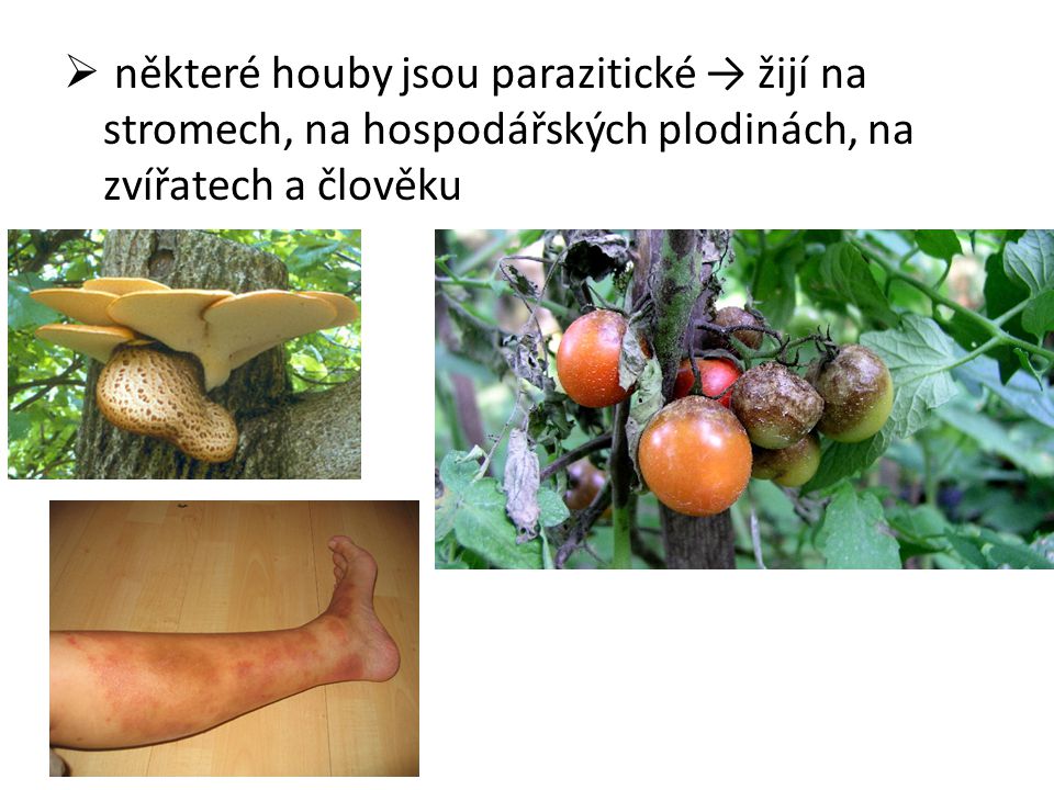 některé houby jsou parazitické → žijí na stromech, na hospodářských plodinách, na zvířatech a člověku