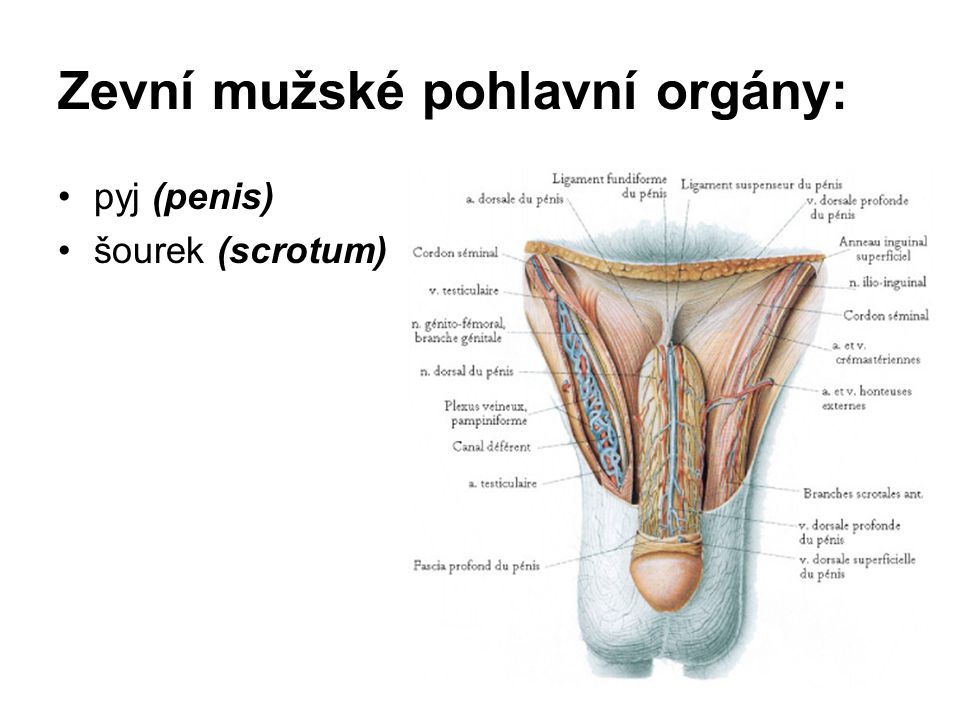 Penis Ejacule