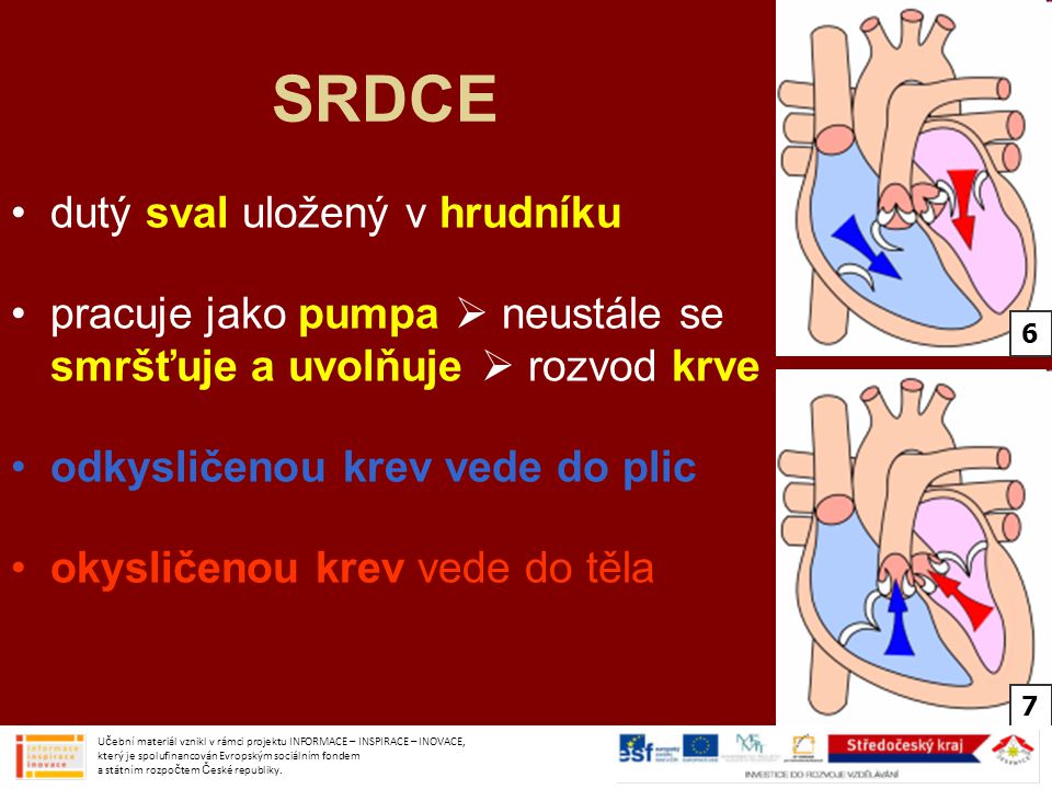 SRDCE dutý sval uložený v hrudníku