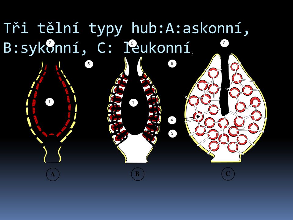 Tři tělní typy hub:A:askonní, B:sykonní, C: leukonní