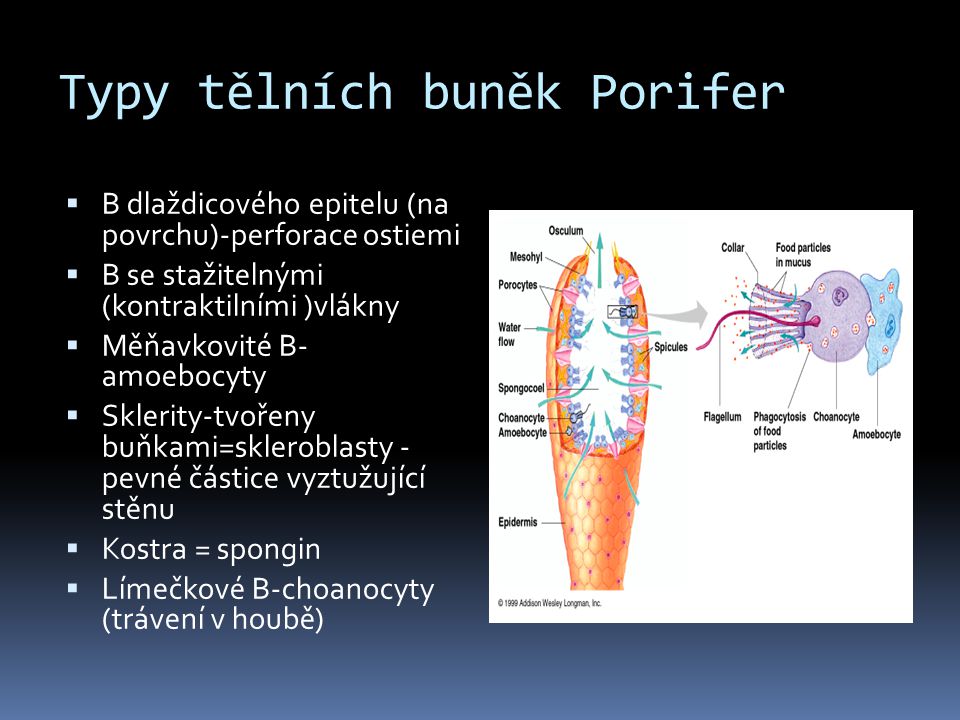 Typy tělních buněk Porifer