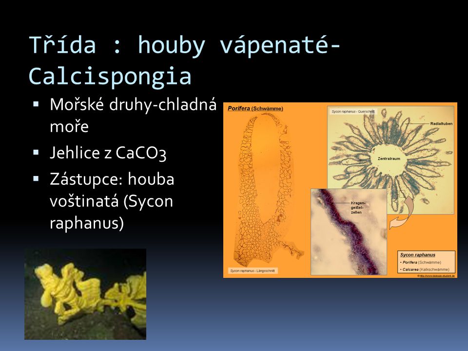 Třída : houby vápenaté- Calcispongia