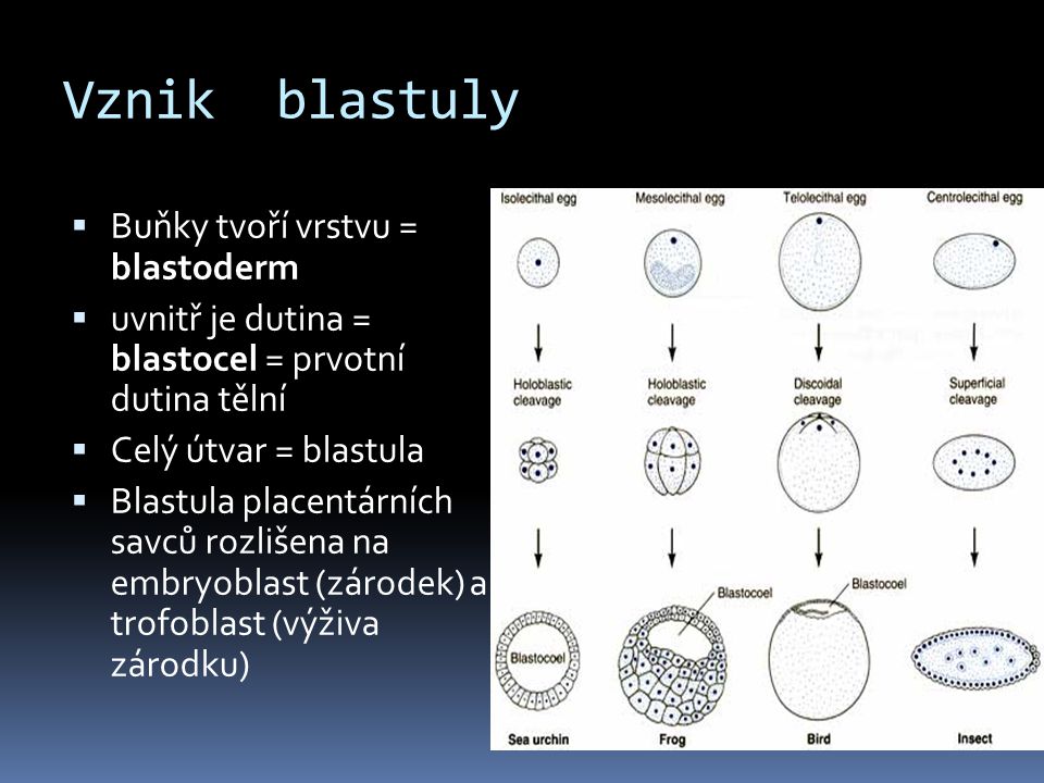Vznik blastuly Buňky tvoří vrstvu = blastoderm